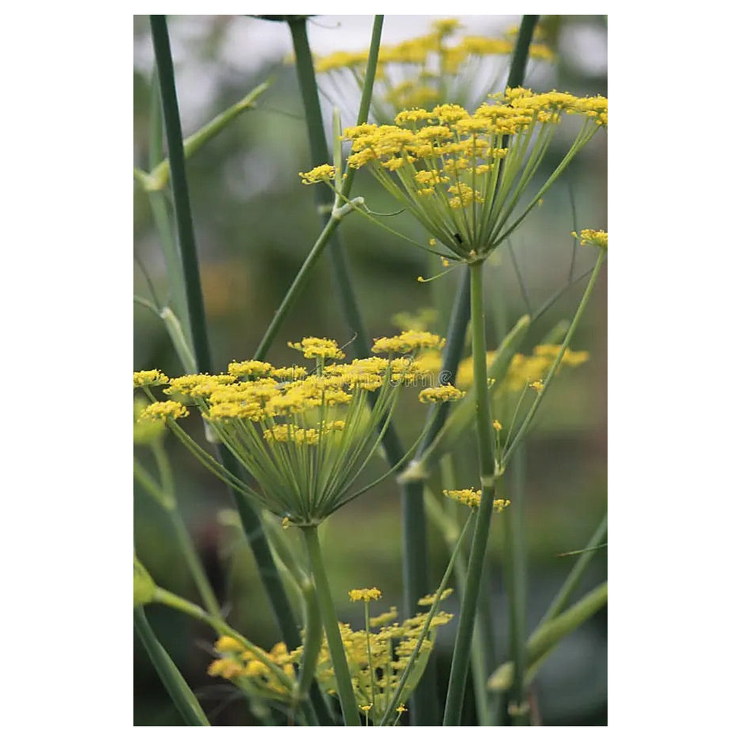 Anise Herb Seeds for Planting – Heirloom, Non-GMO (Pimpinella anisum) Seeds for Culinary & Medicinal Gardens | Neera Seeds product photo [neera-v4-398d6a95a150db842947]