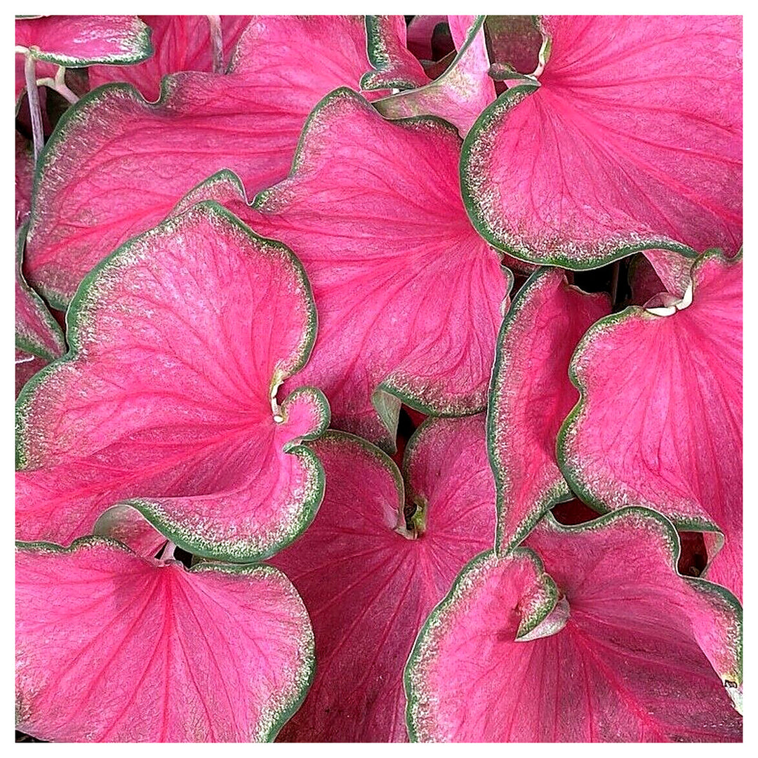 Heirloom Caladium Bicolor Deep Pink Flower Seeds - Non-GMO, High Germination Organic Ornamental Garden Seeds for Pl | Neera Seeds product photo [neera-v4-3993158ba3b3f6486dfa]