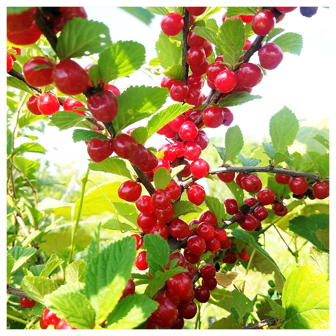 Nanking Cherry For Planting Prunus Tomentosa For Edible Gardens And Backyard Landscapes Flower | Neera Seeds product photo [neera-v4-39aa4dcd43f4bd7e7a62]