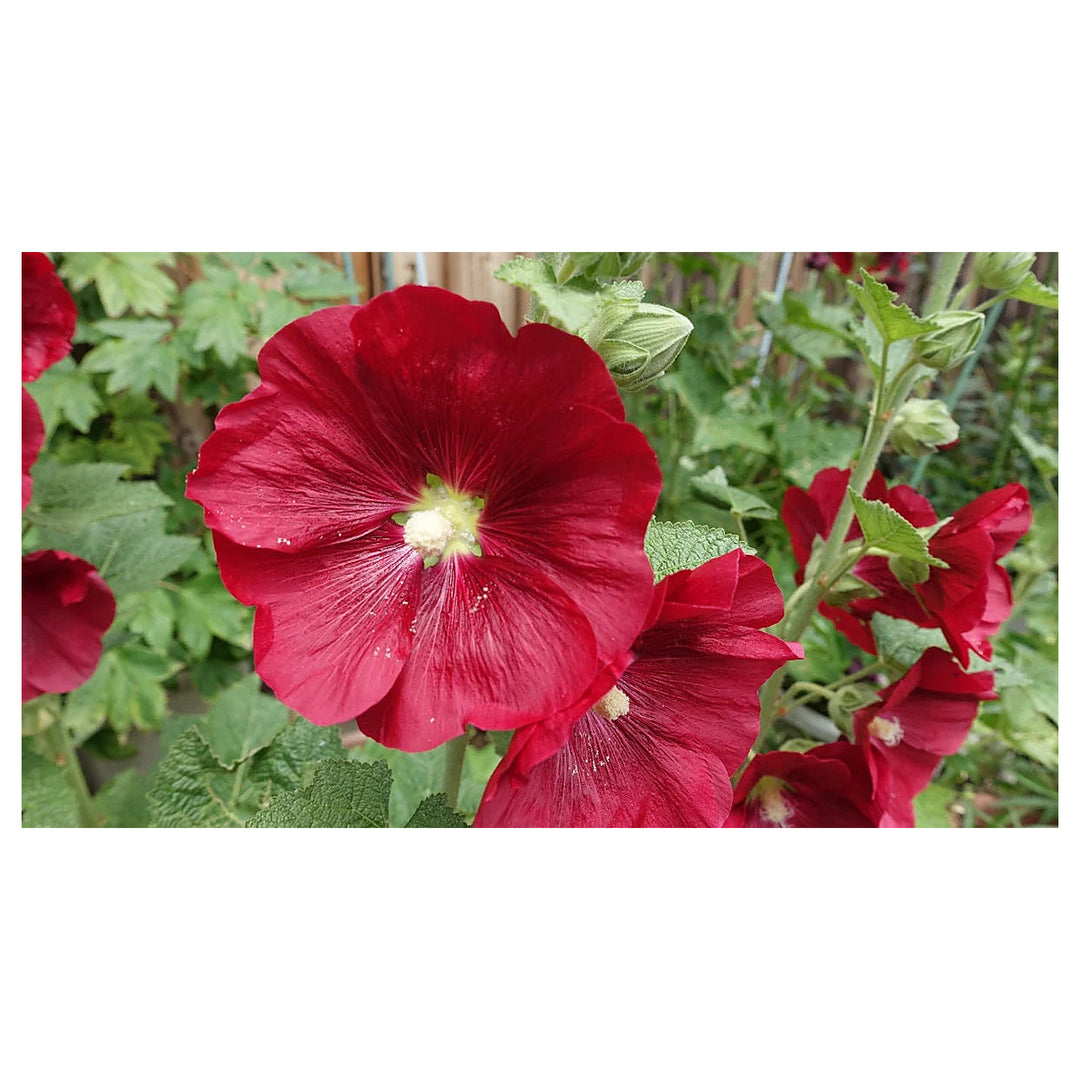 Alcea Red Hollyhock Seeds – Organic Heirloom Non-GMO Seeds for Planting – High Germination Garden Seeds | Neera Seeds product photo [neera-v4-39ad32ea90d527535389]