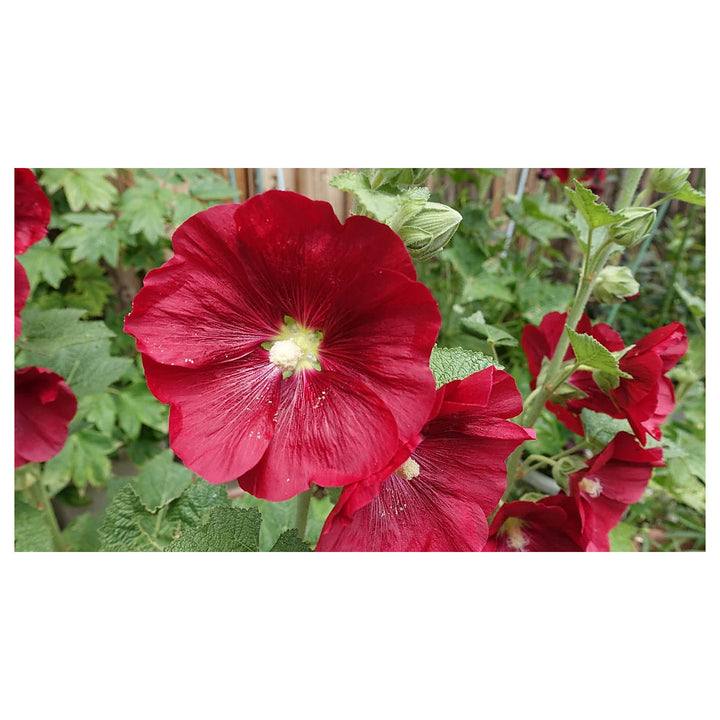 Alcea Red Hollyhock Seeds – Organic Heirloom Non-GMO Seeds for Planting – High Germination Garden Seeds | Neera Seeds product photo [neera-v4-39ad32ea90d527535389]