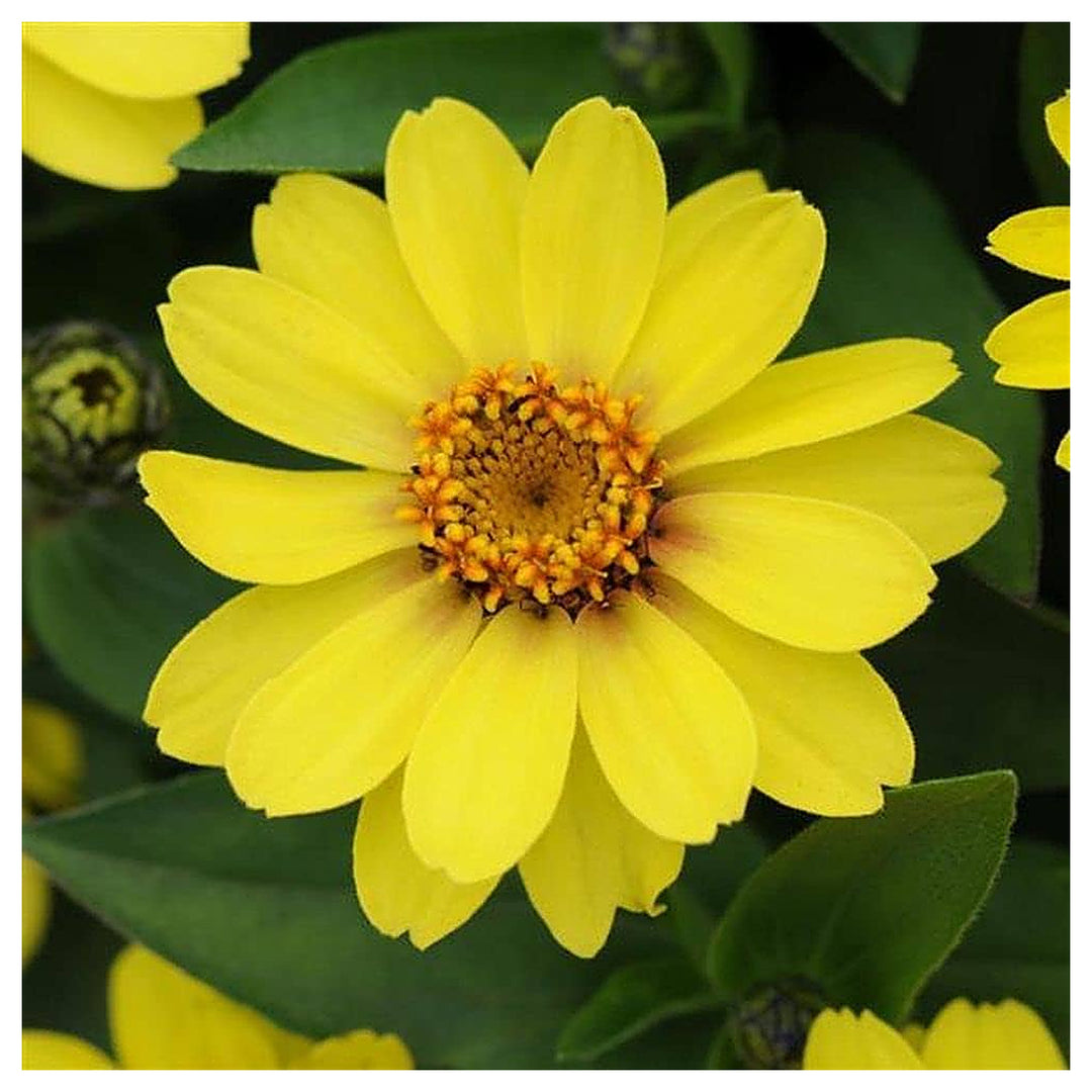 Light Yellow Zinnia Flower Seeds for Planting – Non-GMO, Heirloom Garden Seeds | Neera Seeds product photo [neera-v4-39b7b6c86a3f38071e95]