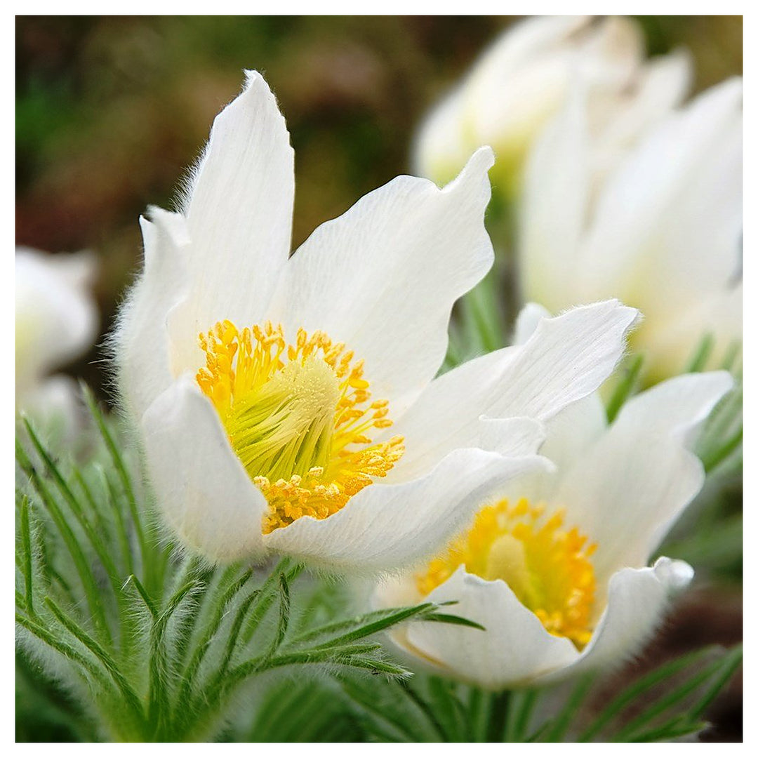 White Pasque Flower Seeds – Heirloom Non-GMO Perennial Seeds for Vibrant Garden Displays | Neera Seeds product photo [neera-v4-39b9a1f7252756eecce5]