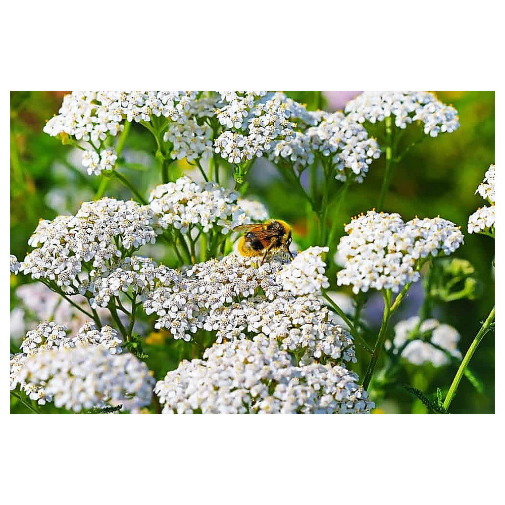 Sea Lavender Seeds for Planting – Organic Heirloom Non-GMO Garden Flower Seeds | Neera Seeds product photo [neera-v4-39bf957e0d6a541698f2]