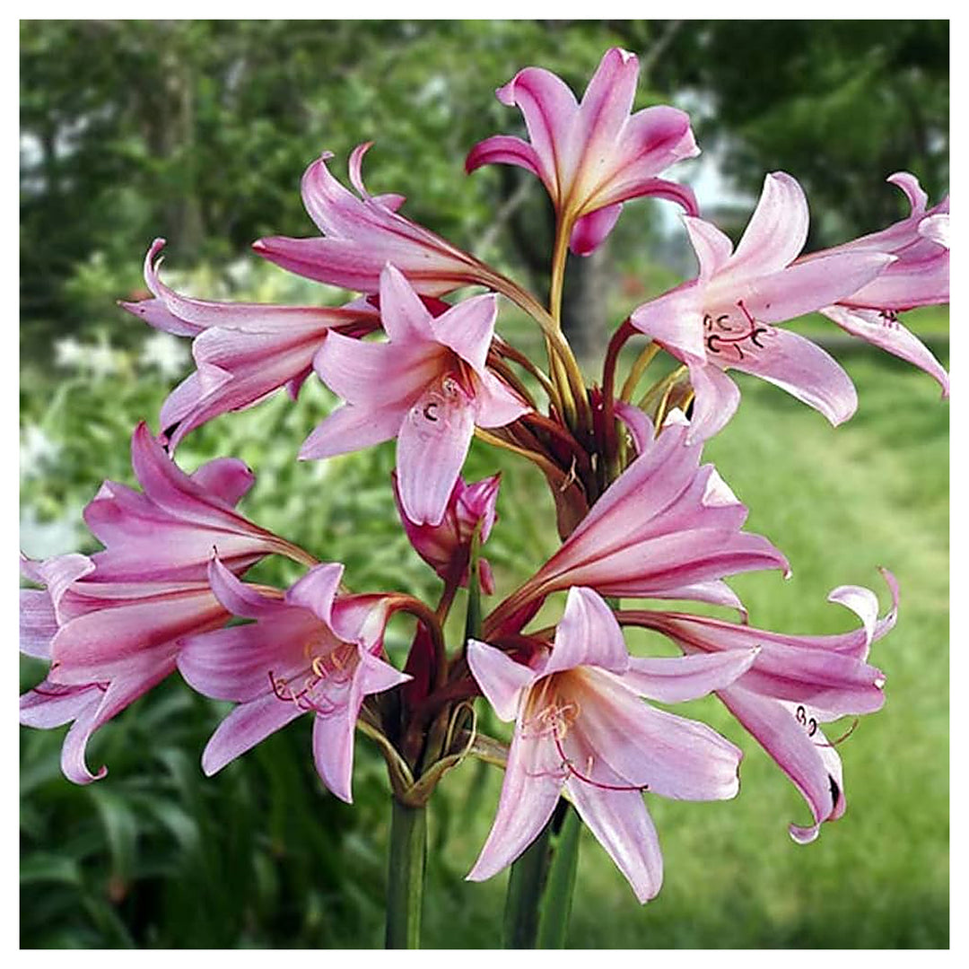 Mixed Crinum Flower Seeds for Planting – Heirloom, Non-GMO, High Germination Organic Garden Seeds | Neera Seeds product photo [neera-v4-39c006d0b4a6b5768337]