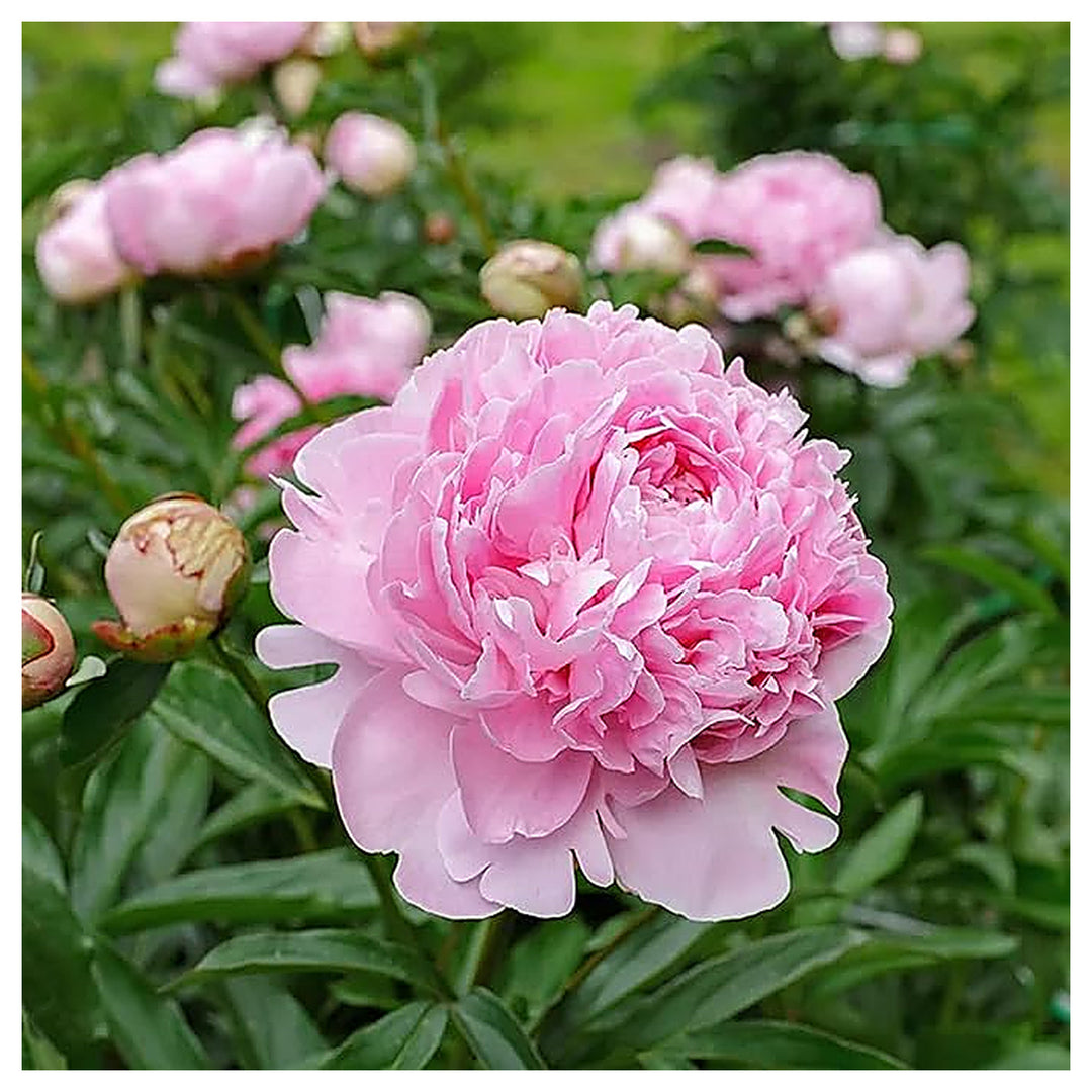 Double Pink Peony Heirloom Non-GMO Seeds for Planting – High Germination Organic Garden Seeds | Neera Seeds product photo [neera-v4-39de6552eada3e319124]