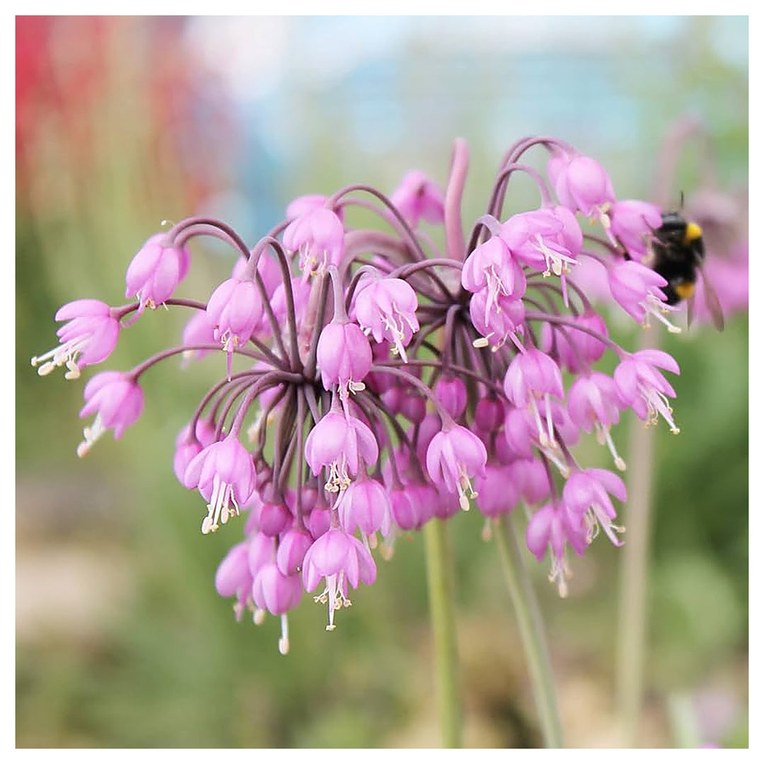 Allium Cernuum Flower Planting Flower Seeds Home Garden Planting, Landscape Organic | Neera Seeds product photo [neera-v4-39e555bee989b155973c]