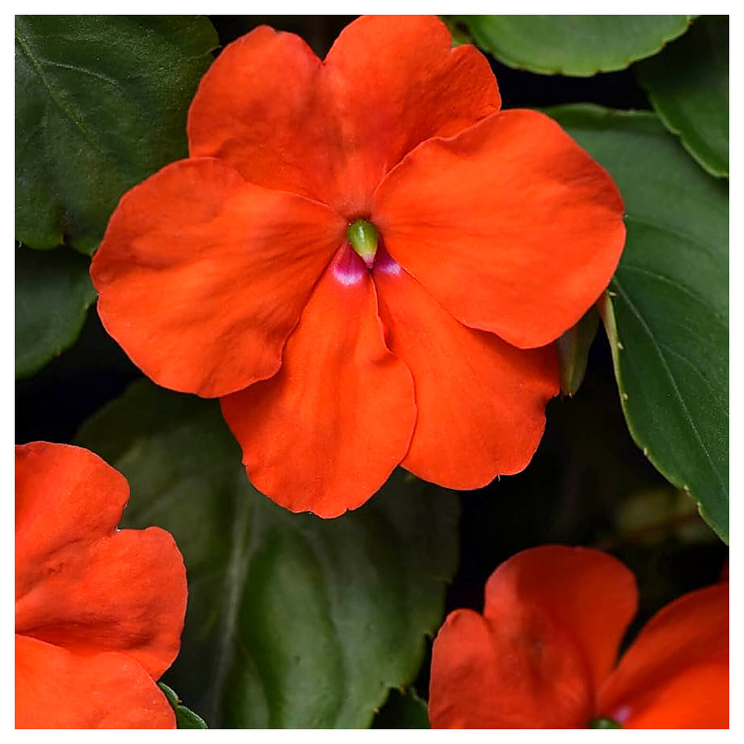 Orange Impatiens Flower Seeds for Planting – Heirloom, Non-GMO, High Germination Organic Garden Seeds | Neera Seeds product photo [neera-v4-39eb1c2c8fb66267ed2c]