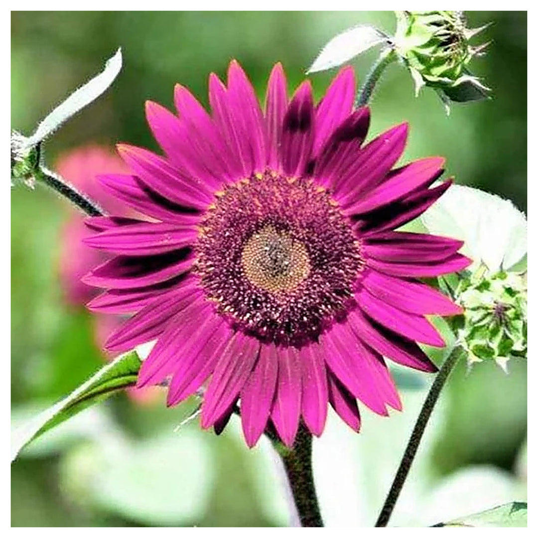 Organic Purple Sunflower Flower Seeds for Planting – Heirloom, Non-GMO | Neera Seeds product photo [neera-v4-39f32b6950f0d0bcd250]