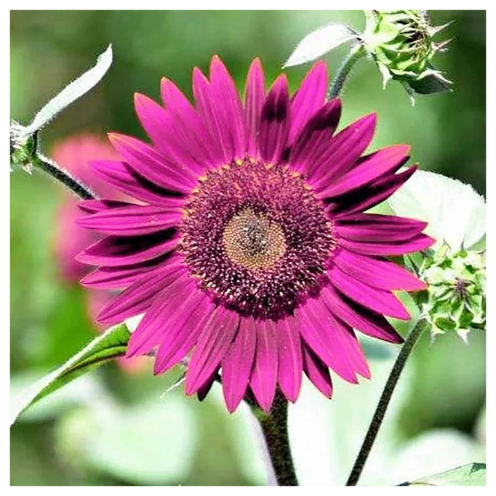 Organic Purple Sunflower Flower Seeds for Planting – Heirloom, Non-GMO | Neera Seeds product photo [neera-v4-39f32b6950f0d0bcd250]