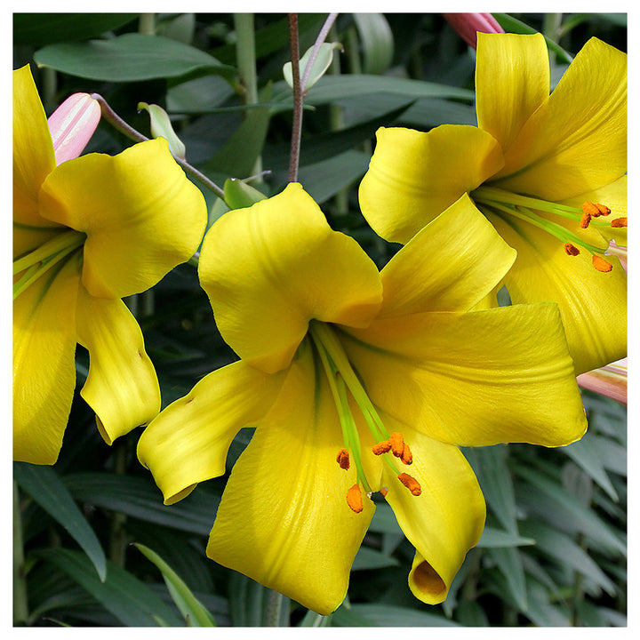 Heirloom Hippeastrum Flower Seeds for Planting 100 pcs – Non-GMO, High Germination Organic Garden Seeds | Neera Seeds product photo [neera-v4-39f424c16b998735228e]