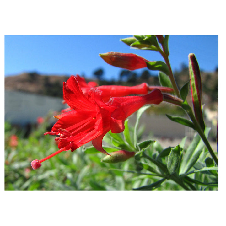 Epilobium Canum Flower Seeds – Heirloom, Non-GMO, Hummingbird-Friendly Blooms for Planting | Neera Seeds product photo [neera-v4-3a0400f517545ac34408]