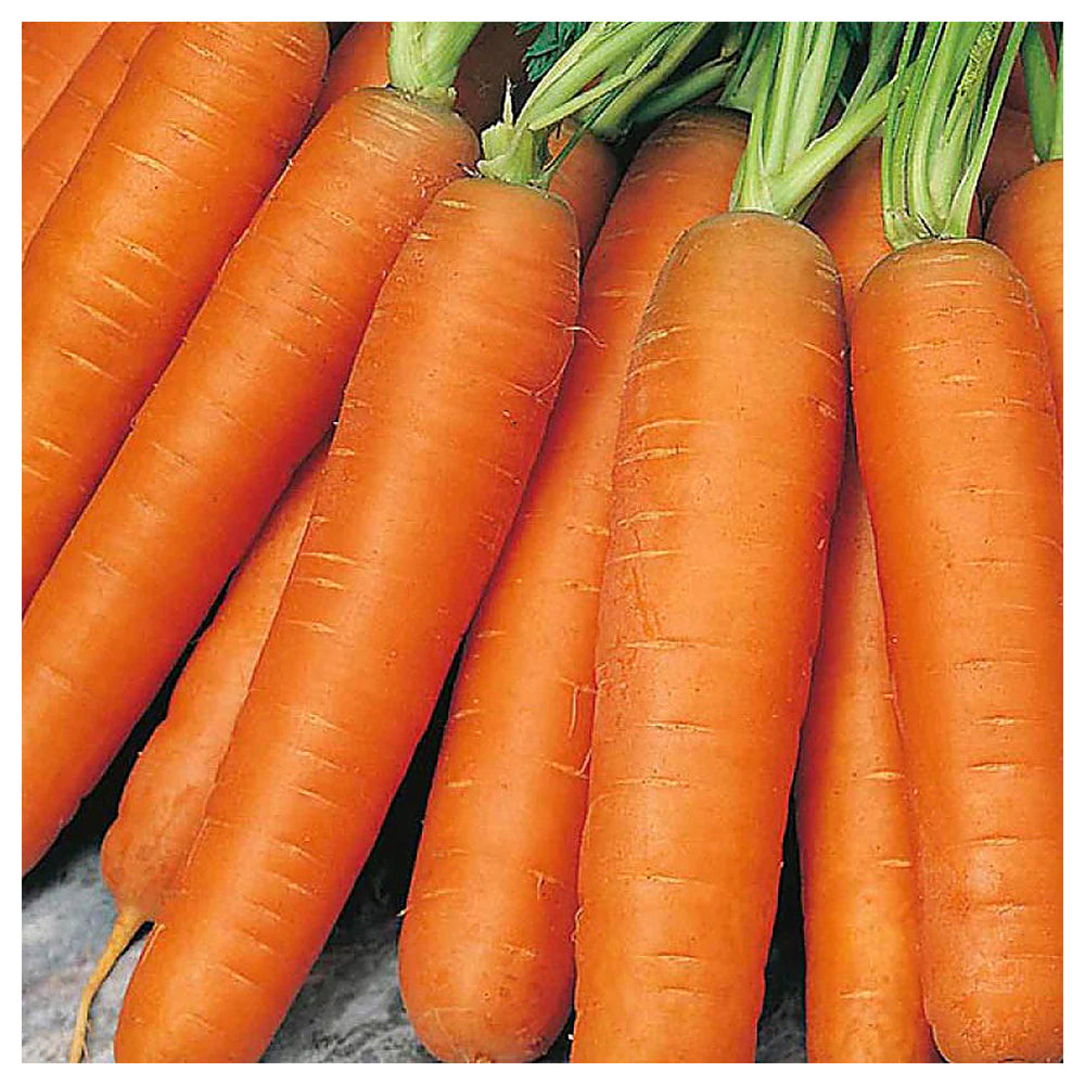 Nantes Carrot Seeds for Planting – Heirloom, Non-GMO Vegetable Seeds for Home Garden and Organic Farming | Neera Seeds product photo [neera-v4-3a0a94fb1864ce97b9e4]