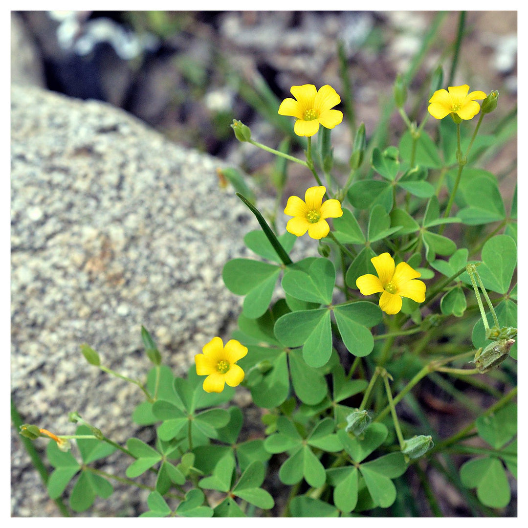 African Oxalis Flower Seeds for Planting – Heirloom, Non-GMO, High Germination Vibrant Garden Blooms | Neera Seeds product photo [neera-v4-3a11cb75a52431e91904]