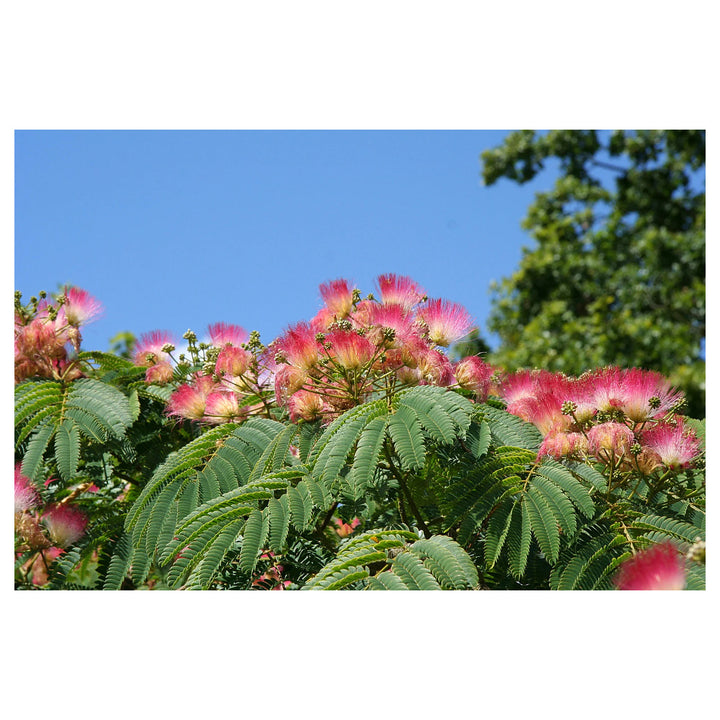 Heirloom Non-GMO Albizia Julibrissin Flower Seeds – Silk Tree Seeds for Planting, High Germination Organic Garden B | Neera Seeds product photo [neera-v4-3a128495964f8655770a]