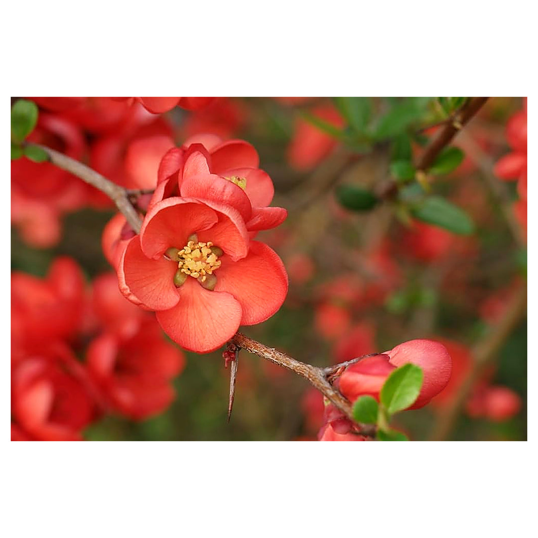 Organic Heirloom Chaenomeles Flower Seeds for Planting – Unique Variety Non-GMO Shrub Blooms, High Germination | Neera Seeds product photo [neera-v4-3a1743c1dd07a006b5a3]