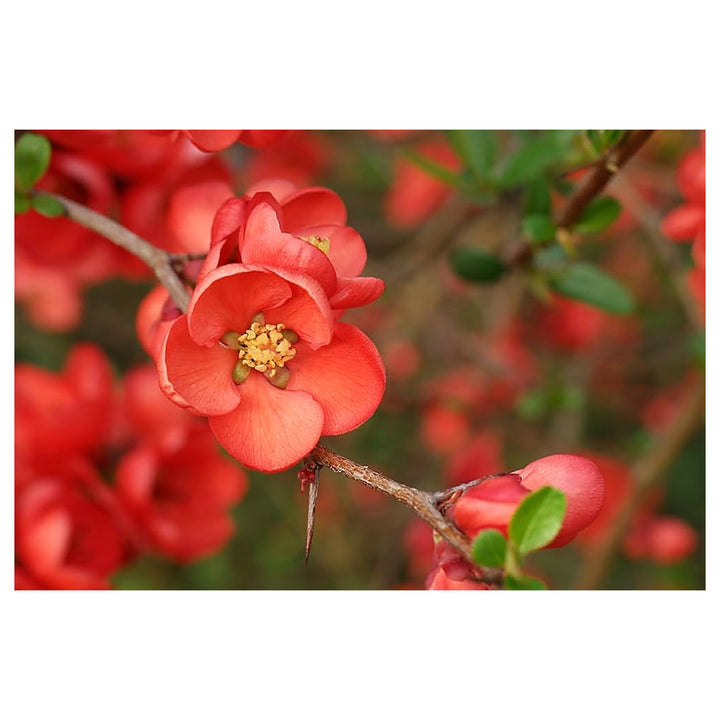 Organic Heirloom Chaenomeles Flower Seeds for Planting – Unique Variety Non-GMO Shrub Blooms, High Germination | Neera Seeds product photo [neera-v4-3a1743c1dd07a006b5a3]