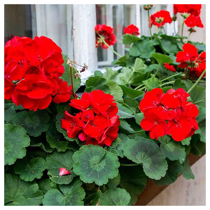 Geranium Apple Blossom Flower Seeds for Planting Red - Heirloom, Non-GMO, High Germination Organic Garden Seeds | Neera Seeds product photo [neera-v4-3a269848e8bea64d0e9e]