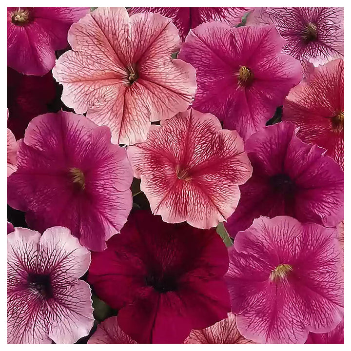 Daddy Mixed F1 Petunia Seeds for Planting – Heirloom Non-GMO High Germination Organic Garden Flower Seeds | Neera Seeds product photo [neera-v4-3a312714ae99f0aa250f]