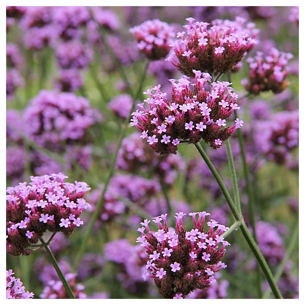 Heirloom Non-GMO Purple Verbena Flower Seeds for Delicate Blooms and Pollinator Garden Planting | Neera Seeds product photo [neera-v4-3a31318d14bea02843df]
