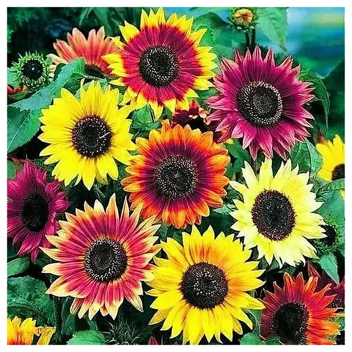 Autumn Beauty Mix Sunflower Seeds – Heirloom, Non-GMO, High Germination Organic Garden Seeds for Planting | Neera Seeds product photo [neera-v4-3a3dabb7e5b06ff4e98d]