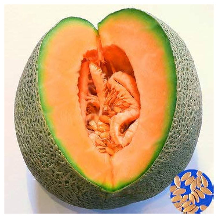 Honey Melon Fruit Seeds for Planting – Heirloom Non-GMO Organic Garden Seeds with High Germination | Neera Seeds product photo [neera-v4-3a445197a2f51d4f30bf]