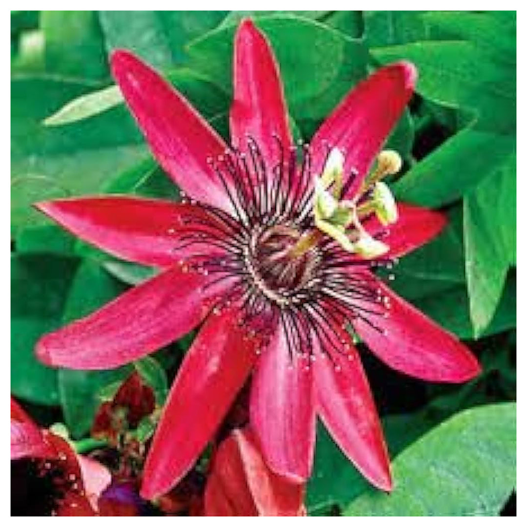 Bonsai Passion Flower Mix Of Types Garden Planting Flower Seeds Home Garden Planting, | Neera Seeds product photo [neera-v4-3a51c2f7978acfb6ca6d]
