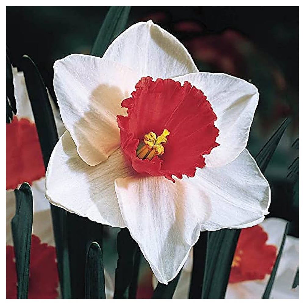 Burgundy White Daffodil Flower Seeds for Planting – Heirloom, Non-GMO, High Germination Spring Garden Seeds | Neera Seeds product photo [neera-v4-3a610a8254fe2b4e72a0]