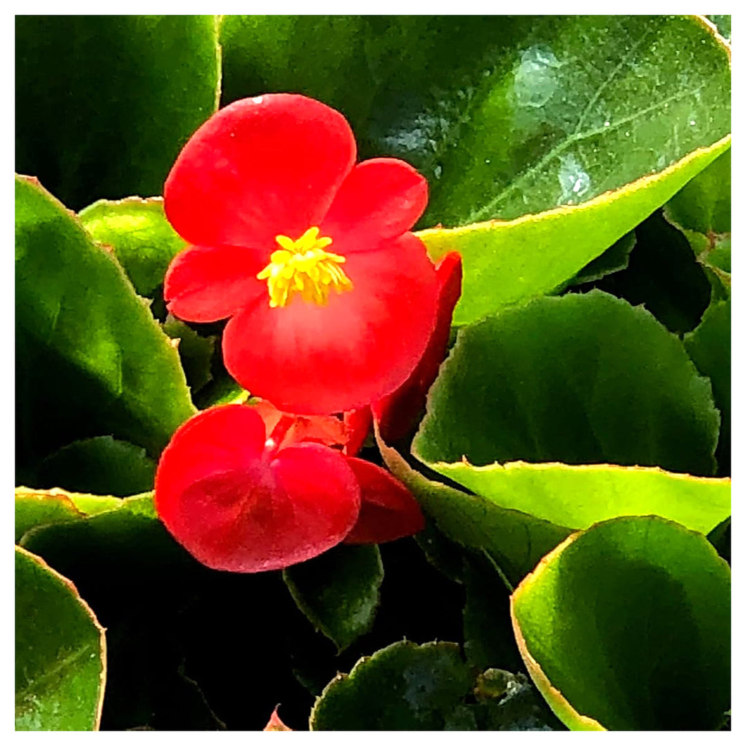Heirloom Non-GMO Red Begonia Flower Seeds for Planting – Bright Shade-Loving Blooming Seeds | Neera Seeds product photo [neera-v4-3a64df1bd0b49b401827]
