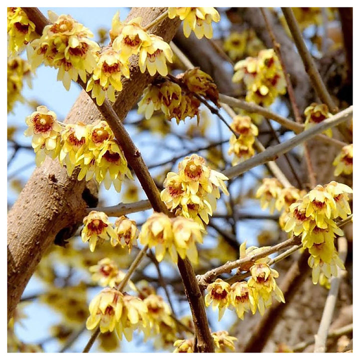 Heirloom Red Chimonanthus Flower Seeds, Non-GMO Fragrant Bloom Seeds for Garden Planting | Neera Seeds product photo [neera-v4-3a7950a0f65ba825f38c]