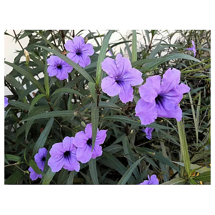 Heirloom Ruellia humilis Seeds – Non-GMO Flower Seeds for Planting | High Germination Organic Garden Blooms | Neera Seeds product photo [neera-v4-3a94e14ee3b751ea8fb6]