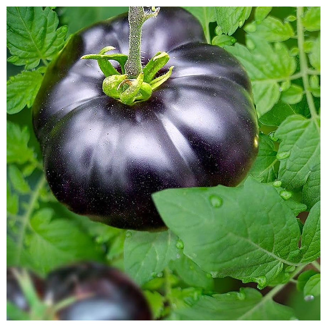 Giant Black Tomato Seeds for Planting – Heirloom, Non-GMO, Organic Garden Seeds, High Germination | Neera Seeds product photo [neera-v4-3ab10e1a5129036604c5]