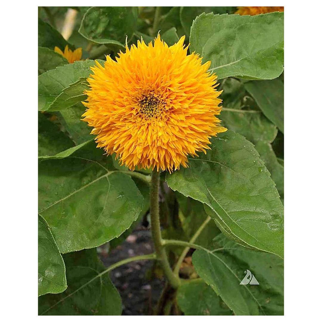 Gold Sunflower For Planting Helianthus Annuus For Flower Beds And Summer Gardens Flower Seeds for | Neera Seeds product photo [neera-v4-3ab83c7780be513be92e]