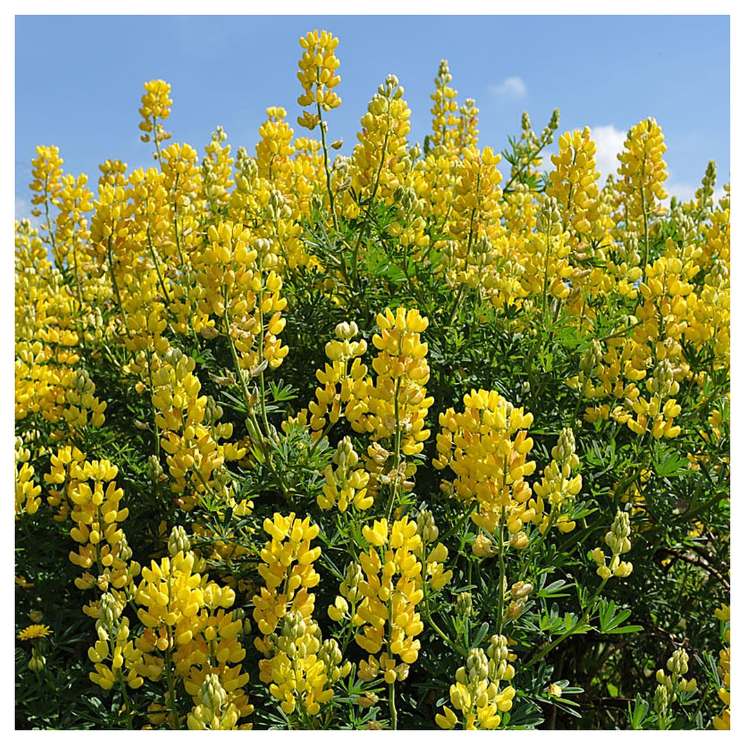 Tree Lupine (Lupinus arboreus) Flower Seeds for Planting – Heirloom, Non-GMO Seeds and Wildflower Gardens | Neera Seeds product photo [neera-v4-3ab9b612e9d0b8b34ae5]