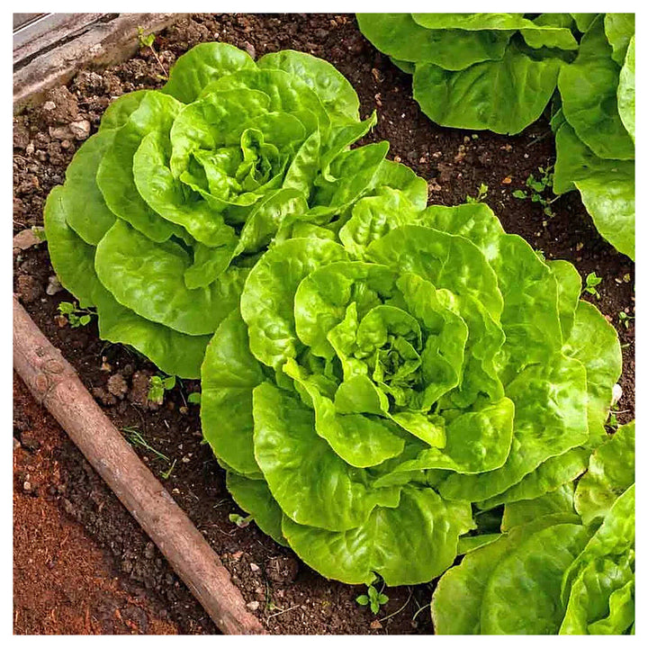 Buttercrunch Lettuce Seeds for Planting – Heirloom, Non-GMO, High Germination Organic Vegetable Seeds | Neera Seeds product photo [neera-v4-3abe14aff0b8ee4f69a7]