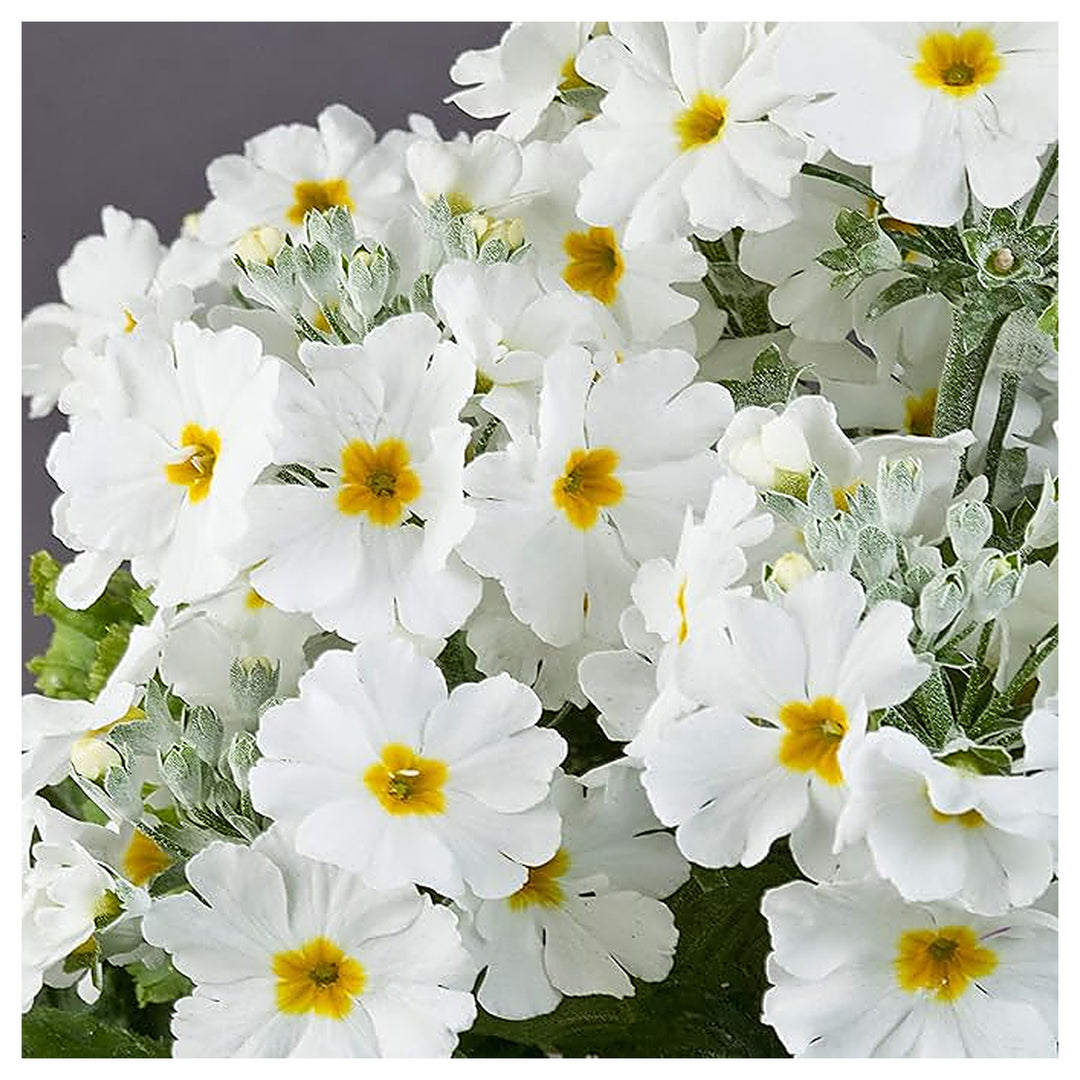 Organic Heirloom Non-GMO White Primrose Seeds for Planting – Spring Garden Blooms | Neera Seeds product photo [neera-v4-3ac9ba92e567bec9bd28]