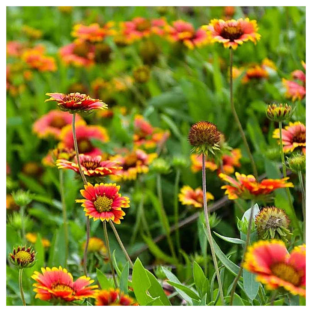 Gaillardia Pulchella Flower Seeds for Planting – Heirloom Non-GMO Vibrant Drought-Tolerant Blooms | High Germinatio | Neera Seeds product photo [neera-v4-3ad9d9e01c08b5cd5298]