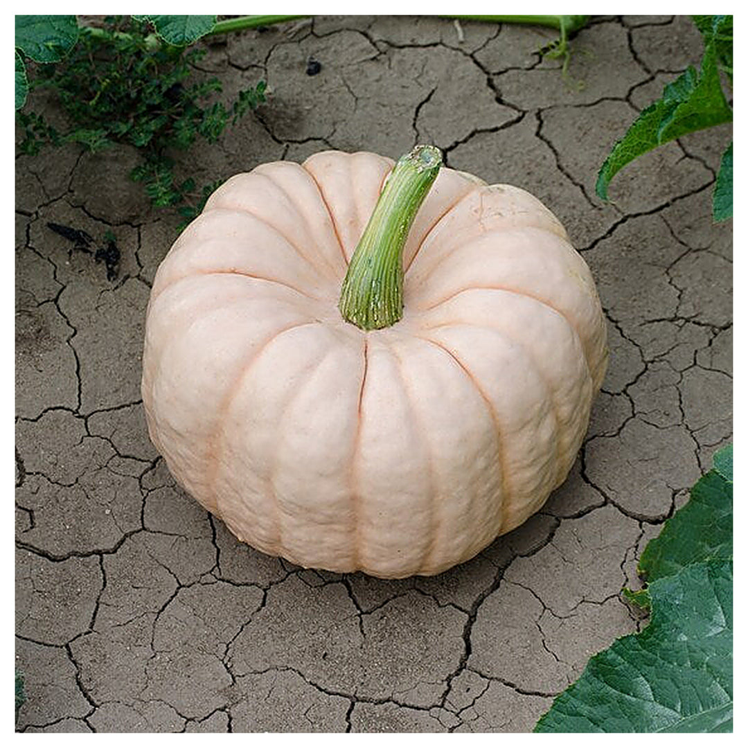 Pink Pumpkin Porcelain Vegetable Seeds for Planting – Heirloom, Non-GMO, Organic Garden Seeds with High Germination | Neera Seeds product photo [neera-v4-3b016b7705b63b11c8bb]