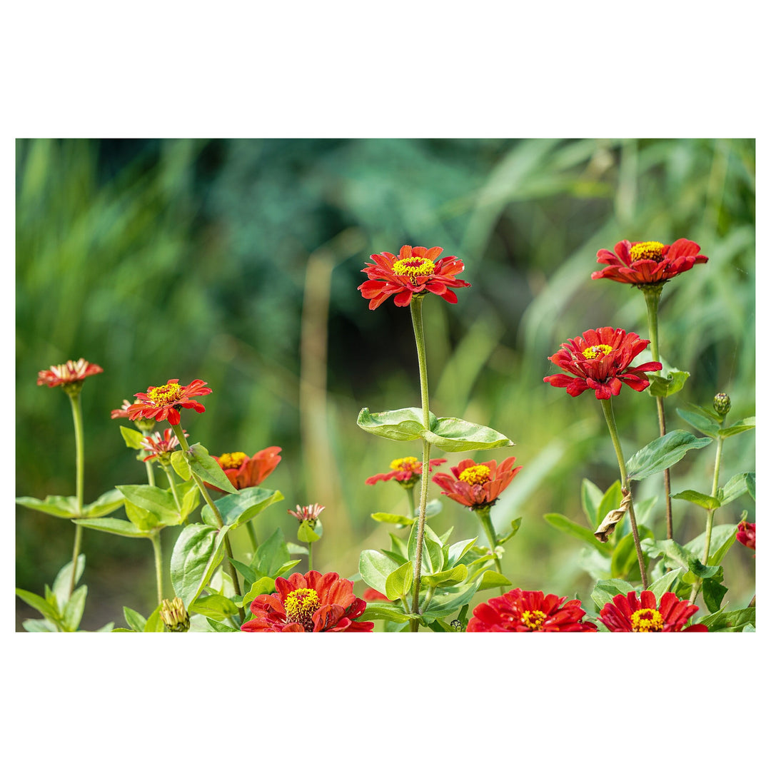 Light Red Zinnia Flower Seeds for Planting – Heirloom, Non-GMO, High Germination Bright Annual Garden Bloom Seeds | Neera Seeds product photo [neera-v4-3b0451e0c72ff6848eb4]