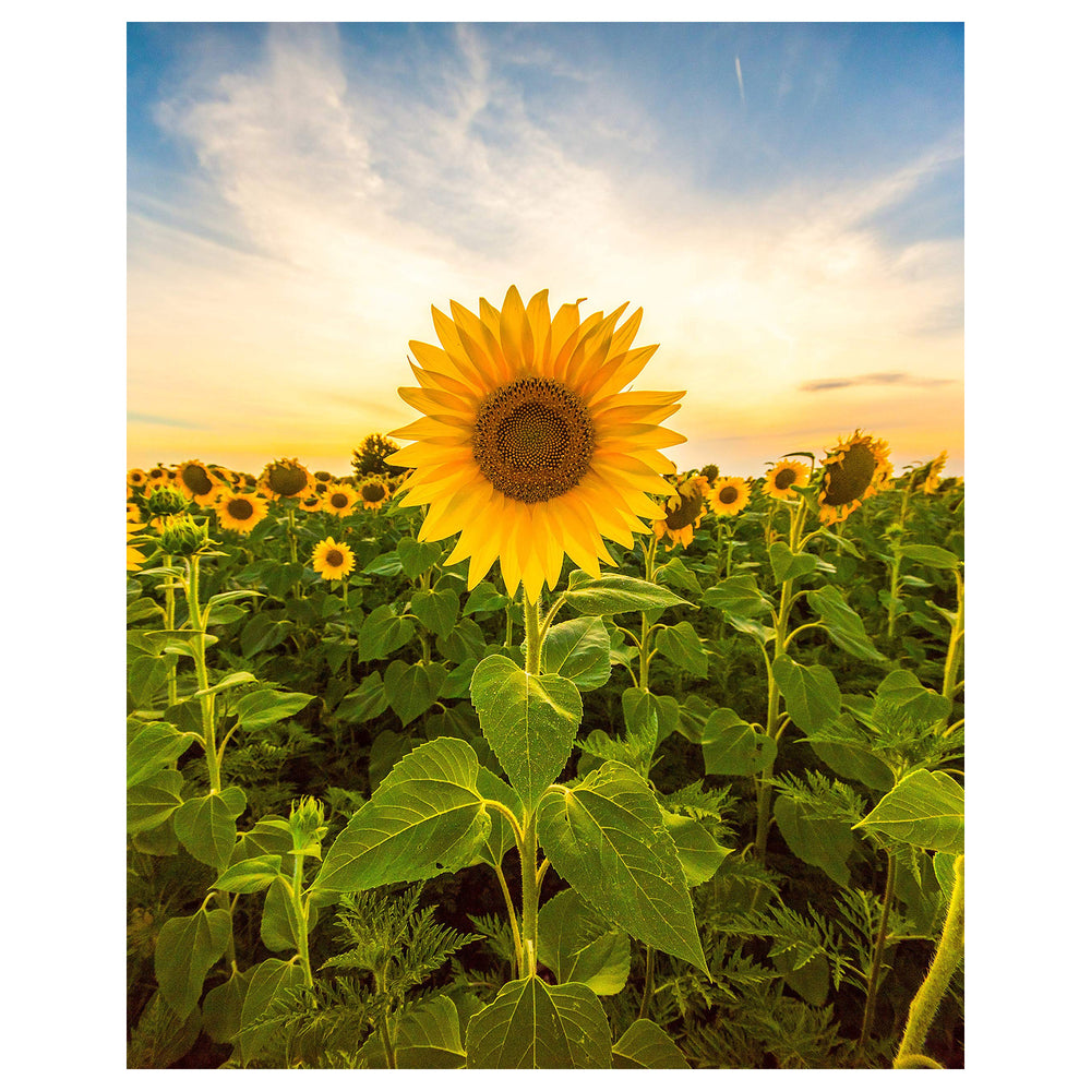 Mammoth Sunflower Flower Seeds – Heirloom, Non-GMO, High Germination Organic Garden Seeds for Planting | Neera Seeds product photo [neera-v4-3b2a8894ba513f5783d8]
