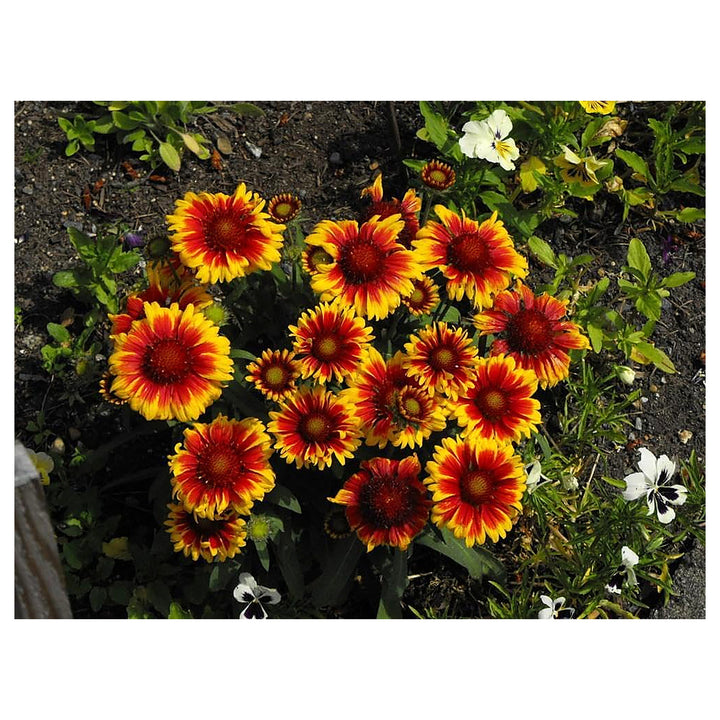 Gaillardia Aristata Flower Seeds for Planting - NON GMO Seeds | Neera Seeds product photo [neera-v4-3b306399fe51abeff69c]