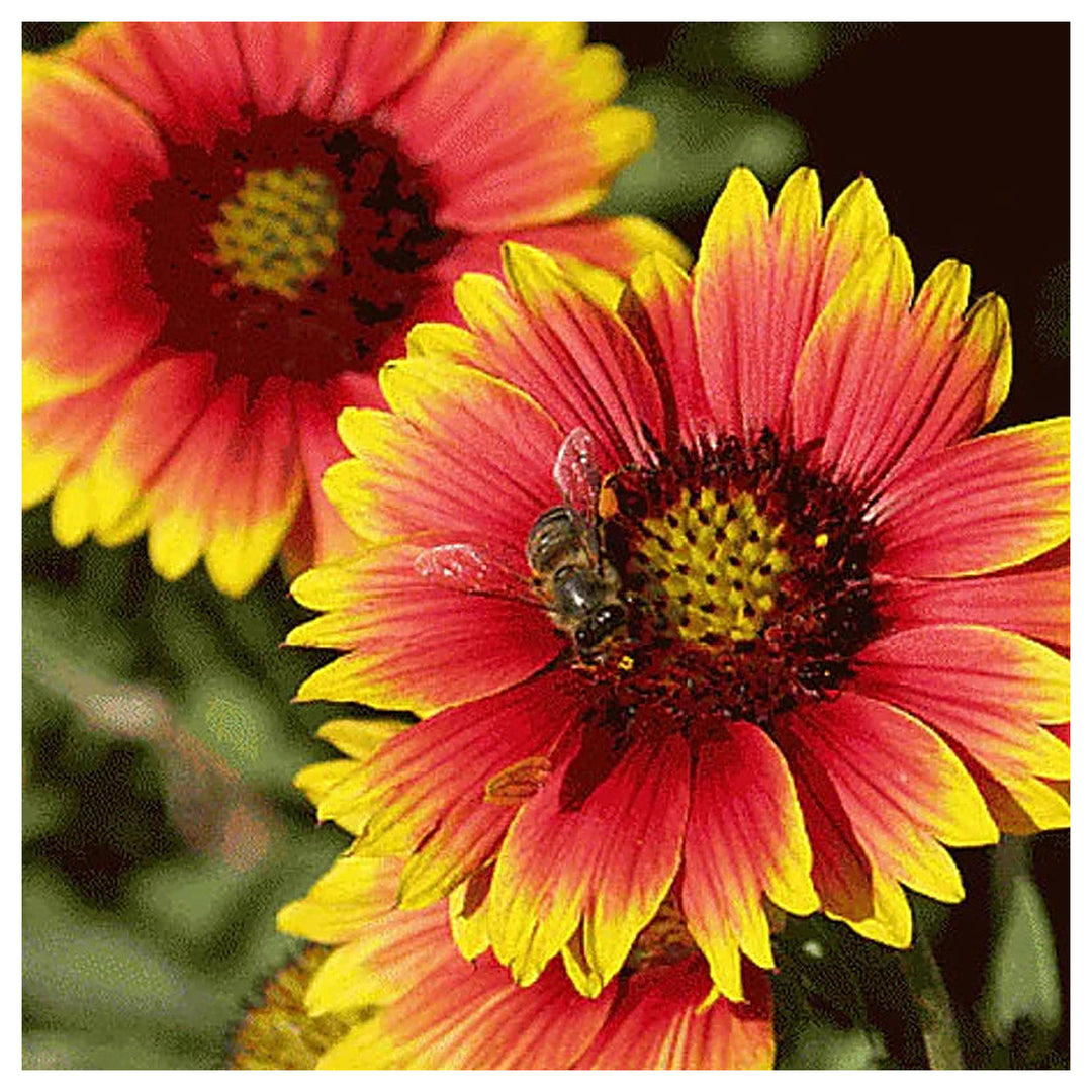 Gaillardia Pulchella Flower Seeds for Planting – Heirloom Non-GMO Vibrant Drought-Tolerant Blooms | High Germinatio | Neera Seeds product photo [neera-v4-3b3287cb4c94860ffd4e]