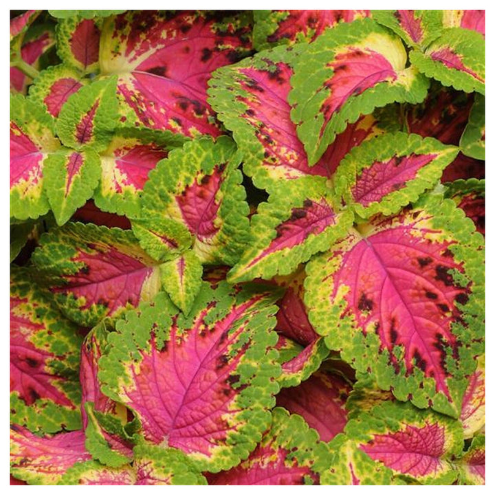 Coleus Sun Premium Watermelon Pelleted Flower Seeds for Planting – Heirloom, Vibrant Foliage Blooms | Neera Seeds product photo [neera-v4-3b32a9c381ac74456ccb]