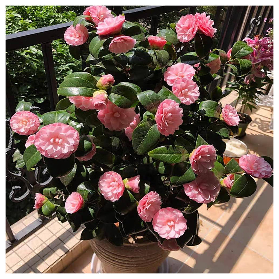 Heirloom Non-GMO Camellia Flower Seeds for Planting – Elegant Ornamental Garden Bloom Seeds | Neera Seeds product photo [neera-v4-3b32bad09a3af930731a]