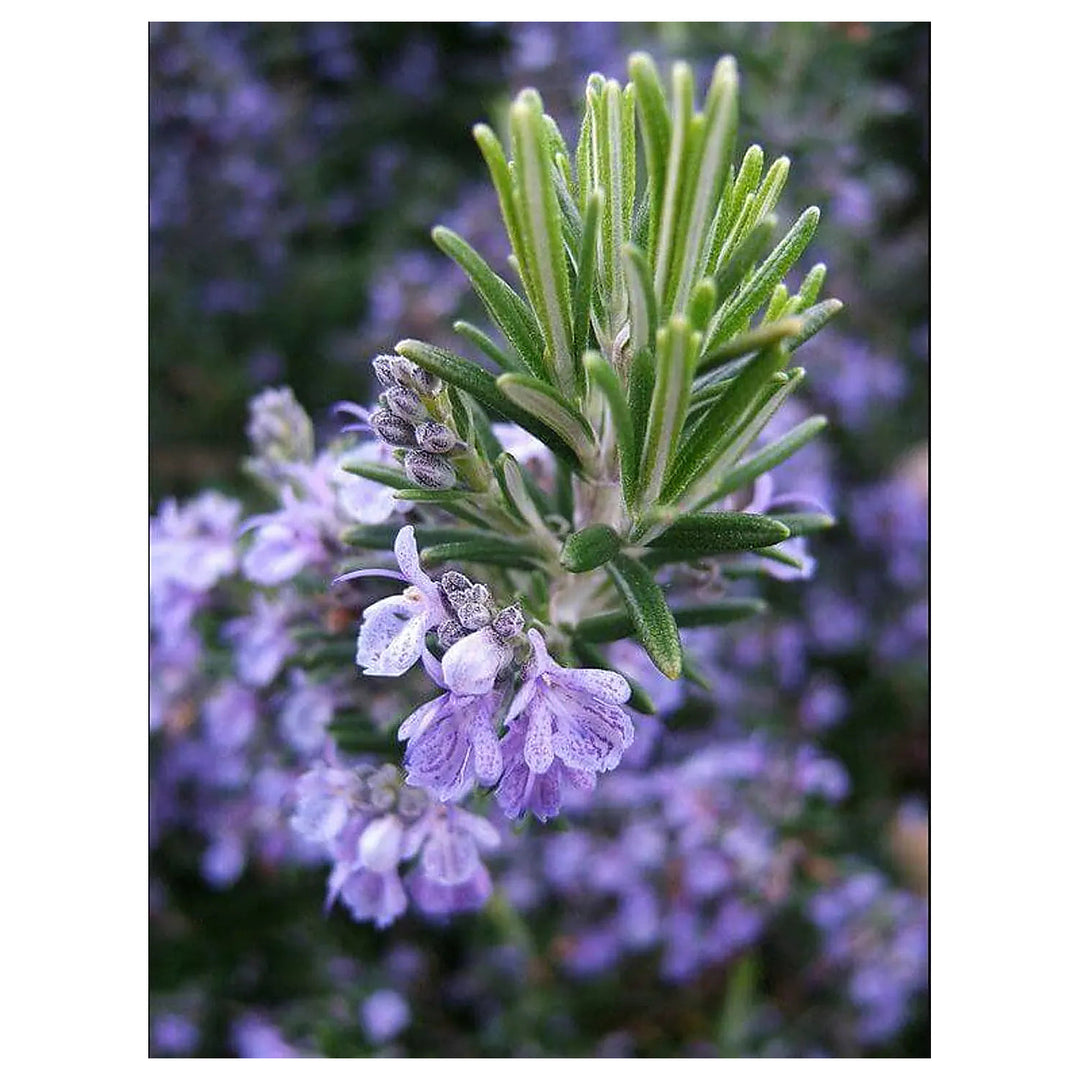Heirloom Non-GMO Violet Rosemary Seeds for Planting – Organic Garden Seeds | Neera Seeds product photo [neera-v4-3b3df238b583966197f5]