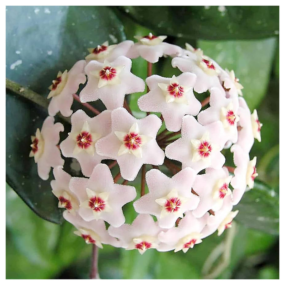 Organic Heirloom Aleurites Flower Seeds for Planting – Unique Non-GMO Ornamental Tree Blooms, High Germination | Neera Seeds product photo [neera-v4-3b4bf19346221ce06c03]
