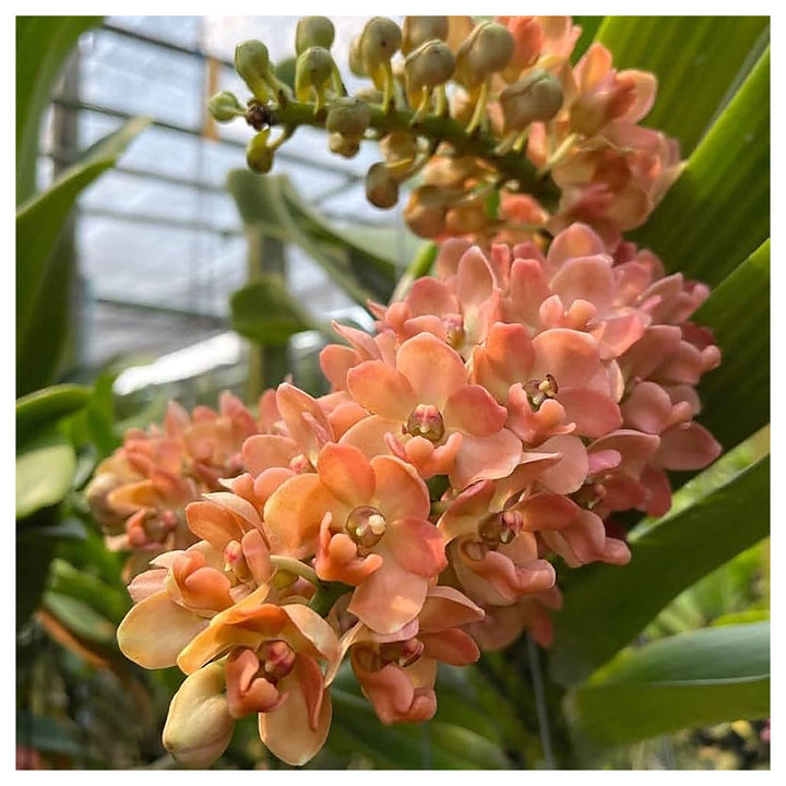 Peach Phalaenopsis Orchid Flower Seeds – Non-GMO, Heirloom, High Germination Seeds for Stunning Garden Blooms | Neera Seeds product photo [neera-v4-3b5e8b7add2ac9e91b5d]
