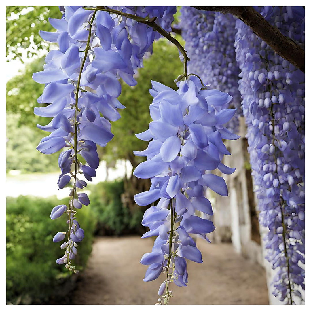 American Wisteria Flower Seeds for Planting – Heirloom, Non-GMO, High Germination Wisteria frutescens Seeds | Neera Seeds product photo [neera-v4-3b75947759026da8c4c5]