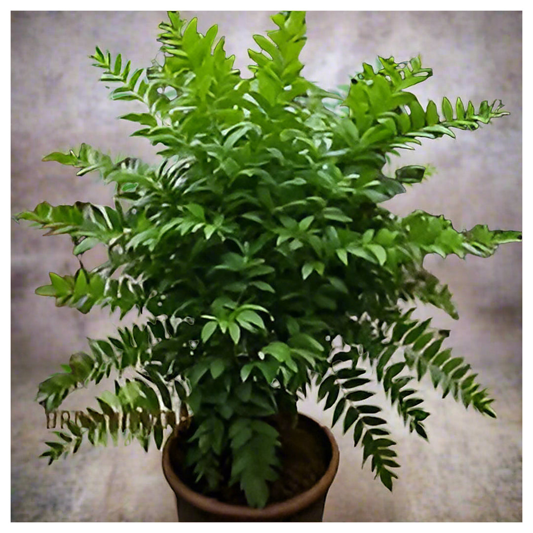 Curry Leaf Plant Seeds for Planting – Heirloom, Non-GMO, High Germination Organic Herb Garden Seeds | Neera Seeds product photo [neera-v4-3b768f0a19538a472eb6]