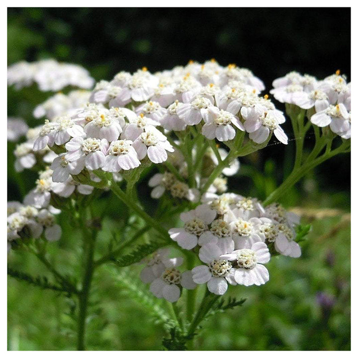Heirloom White Yarrow Flower Seeds for Planting, Non-GMO | Neera Seeds product photo [neera-v4-3b79d4ad4e3e48a765ba]